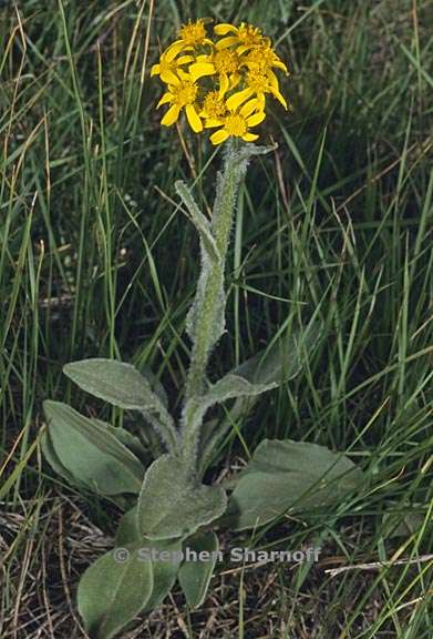 senecio integerrimus var major 2 graphic